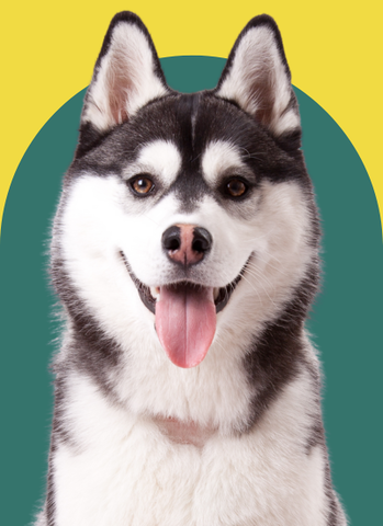 Dog training
